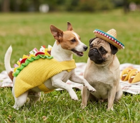 Taco 'Bout Cute! Premium Taco Pet Costume 🌮🐾